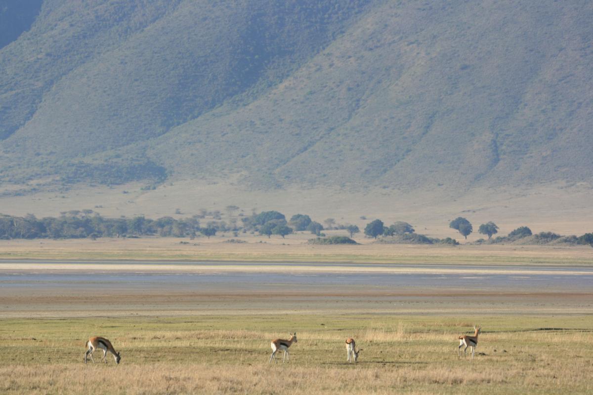 Serengeti -12-6-10-2008-717-w   